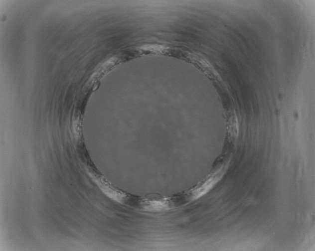 X0000080730285200612151232