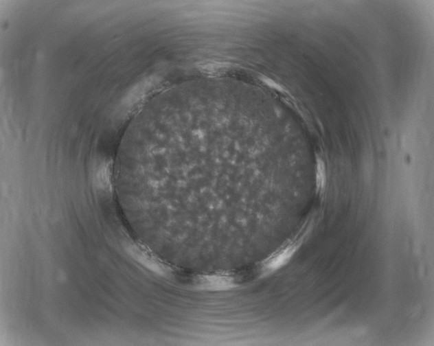 X0000080730286200612151232