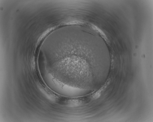 X0000080730298200612151231