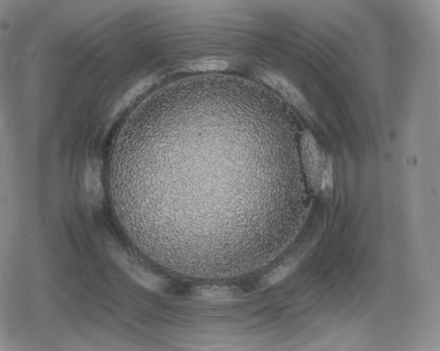 X0000080730300200612151231