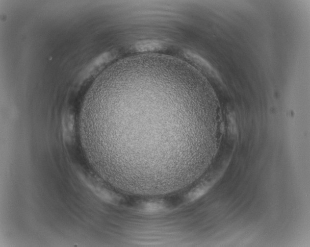 X0000080730308200612151231