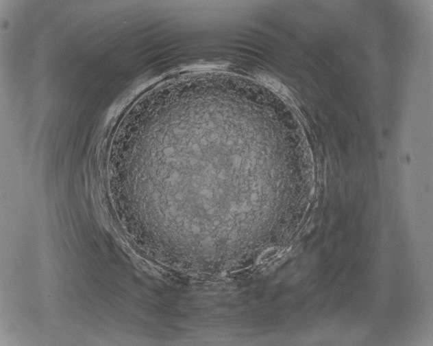 X0000080730337200612151229