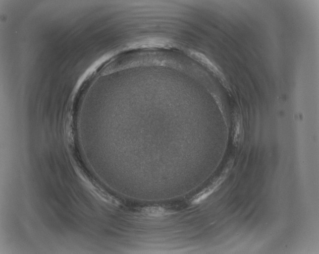 X0000080730392200612151229