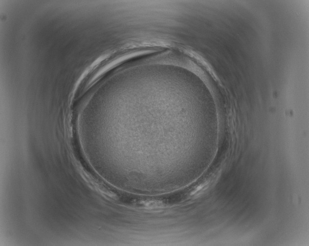 X0000080730395200612151229