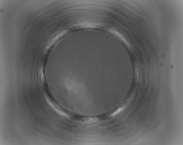 X0000080730398200612151229