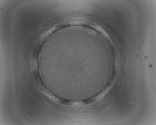 X0000080730401200612151229