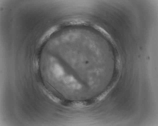 X0000080730405200612151229