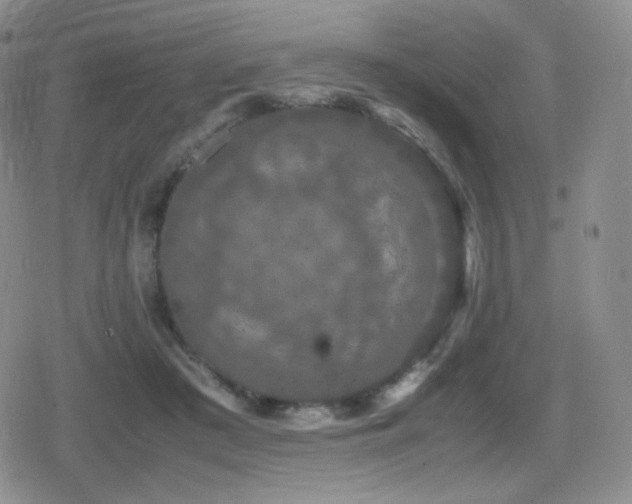 X0000080730409200612151229