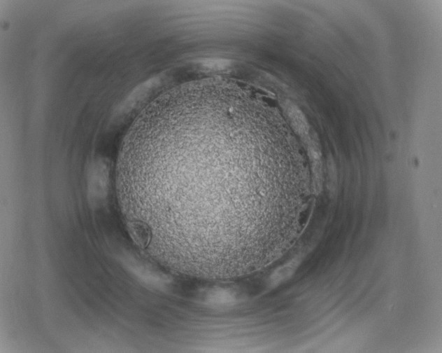 X0000080730412200612151229