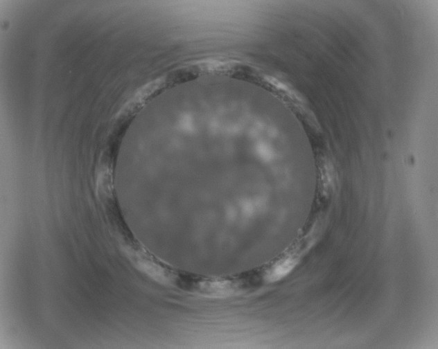 X0000080730419200612151229