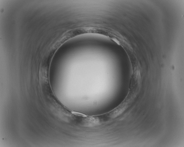 X0000080730421200612151229