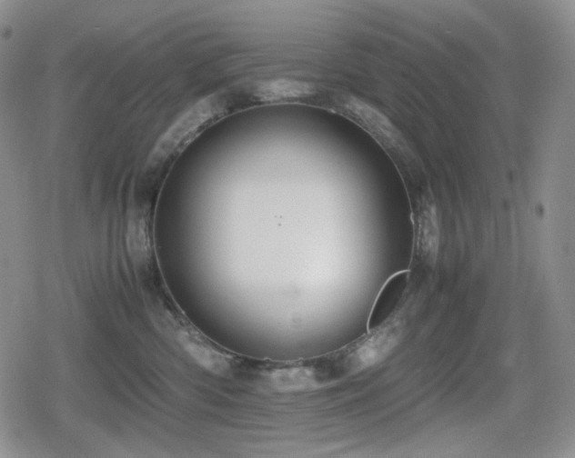 X0000080730426200612151229