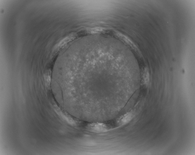 X0000080730427200612151229