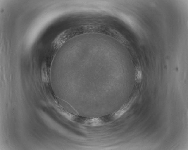 X0000080730431200612151229