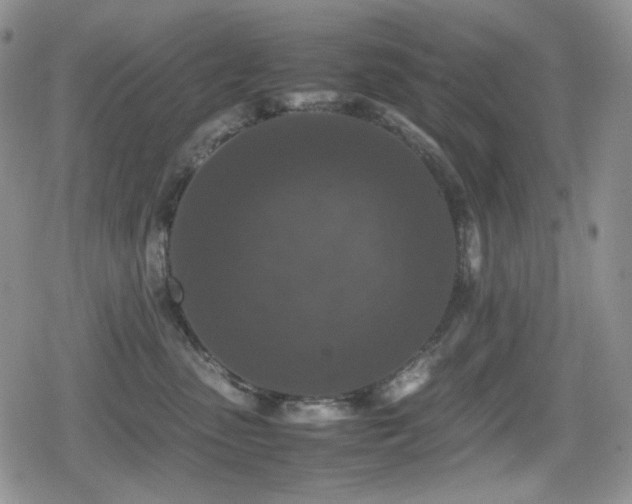 X0000080730475200612151229