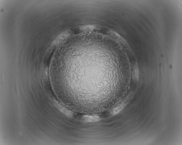 X0000080730477200612151229