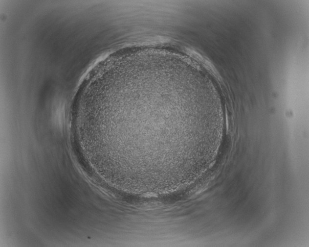 X0000080730483200612151228