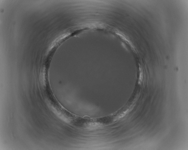 X0000080730590200612151226