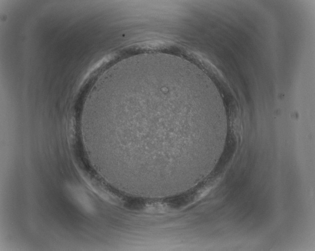 X0000080730591200612151226