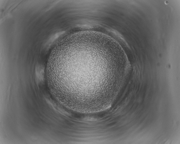 X0000080730596200612151226