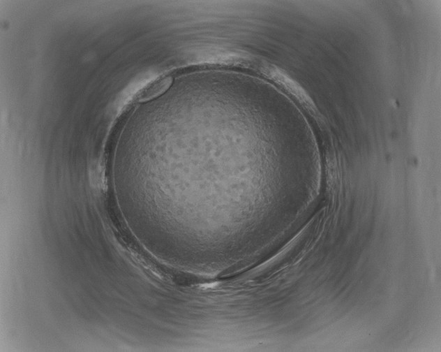 X0000080730628200612151225