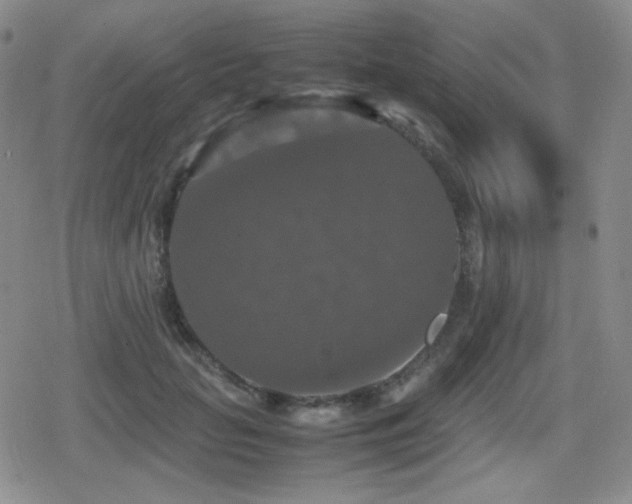 X0000080730653200612151225