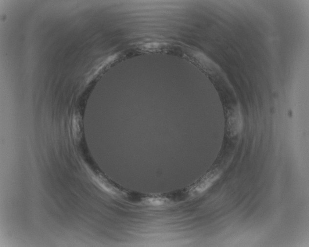 X0000080730654200612151225