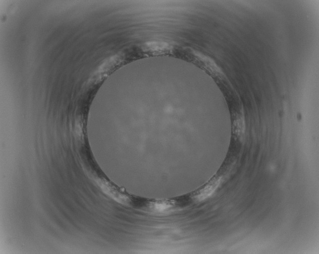 X0000080730662200612151225