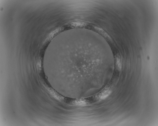 X0000080730668200612151225