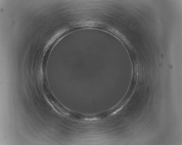 X0000080730674200612151225