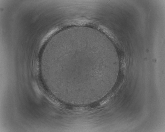 X0000080730679200612151225