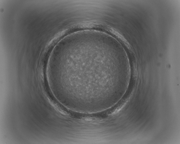 X0000080730681200612151225