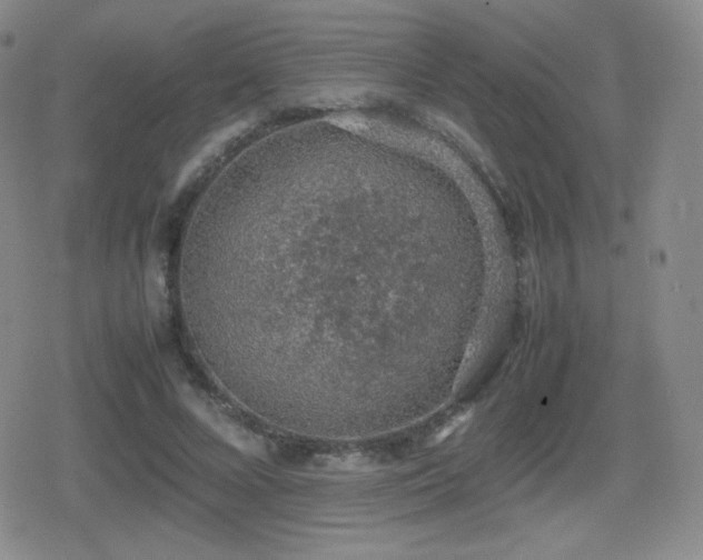 X0000080730688200612151224