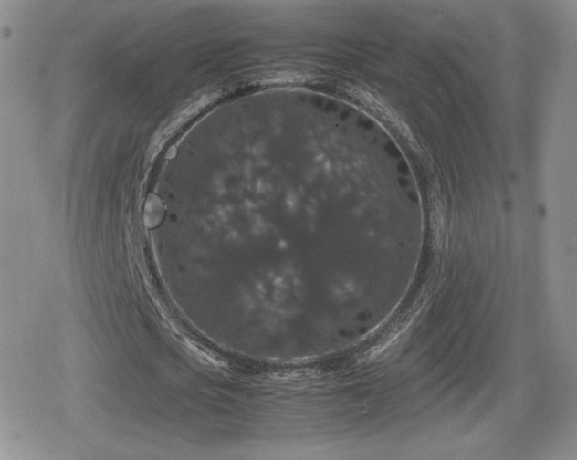 X0000080730721200612151223