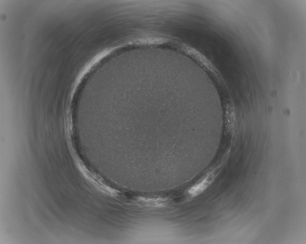 X0000080730726200612151223