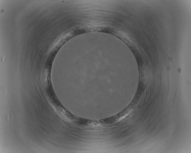 X0000080730742200612151224