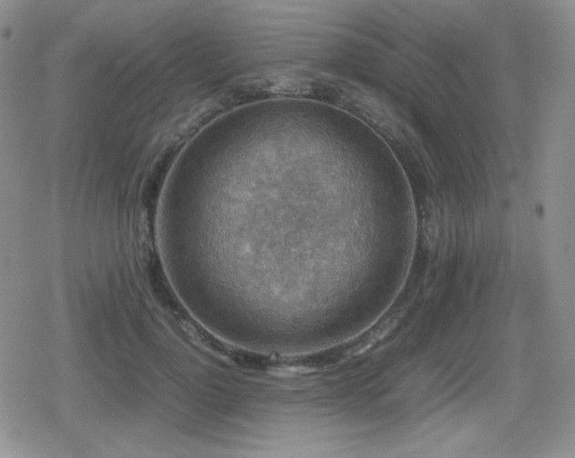 X0000080730748200612151224