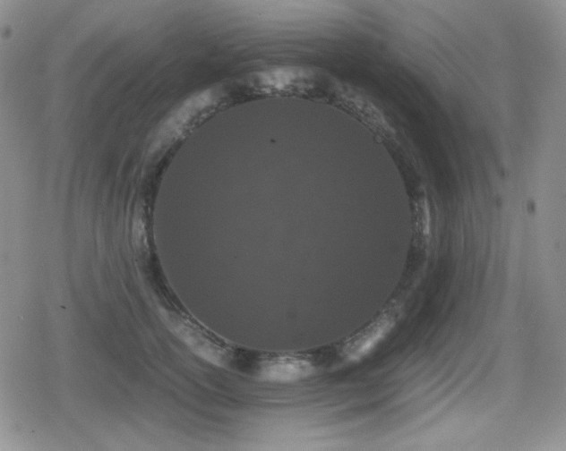 X0000080730754200612151224