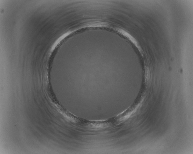 X0000080730829200612151222