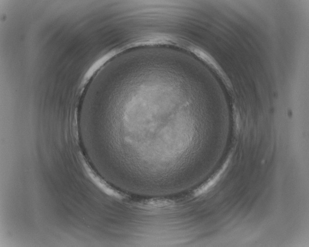 X0000080730842200612151222