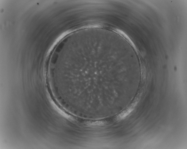 X0000080730851200612151222