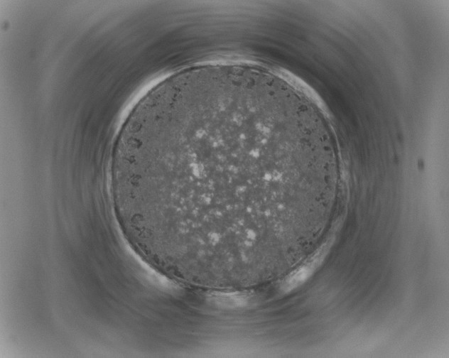 X0000080730855200612151222