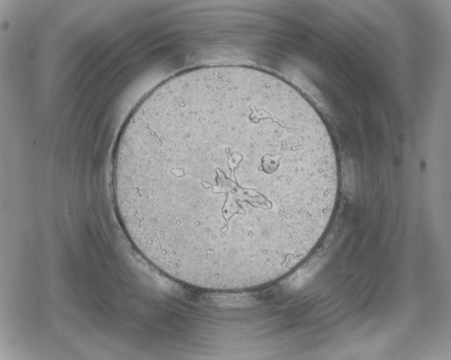 X0000080730856200612151222