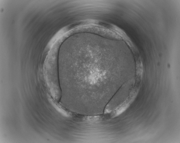 X0000080730858200612151222