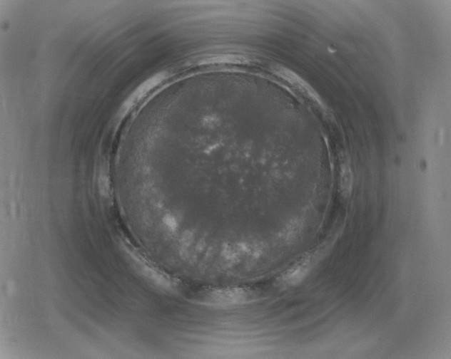 X0000080730882200612151221