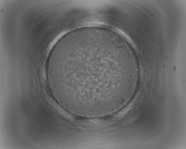 X0000080730883200612151221