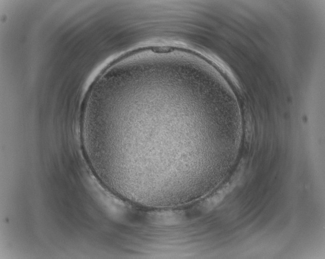 X0000080730896200612151221