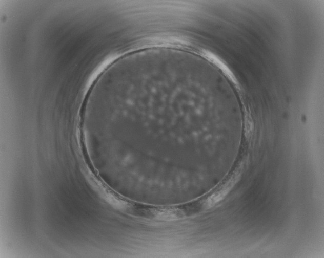 X0000080730899200612151221