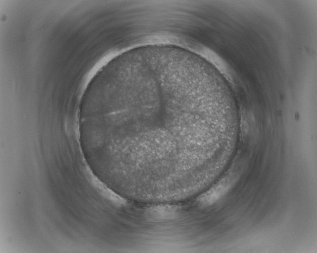 X0000080730950200612151221