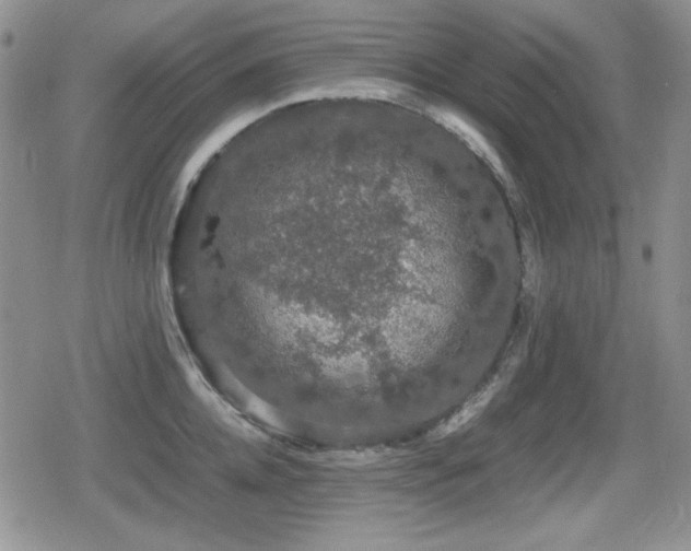 X0000080730952200612151221